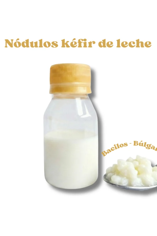 Nódulos de Kéfir de Leche Vivos – Cultivo Probiótico Nódulos de Kéfir de Leche Vivos – Cultivo Probiótico, bacilos, búlgaros, cultivo vivo