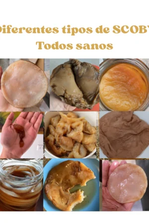 Tipos-de-SCOBY-de-kombucha Tipos-de-SCOBY-de-kombucha