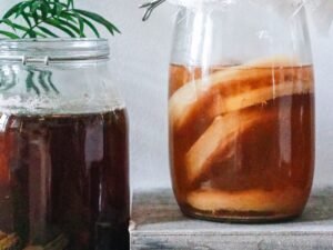 SCOBY de Kombucha