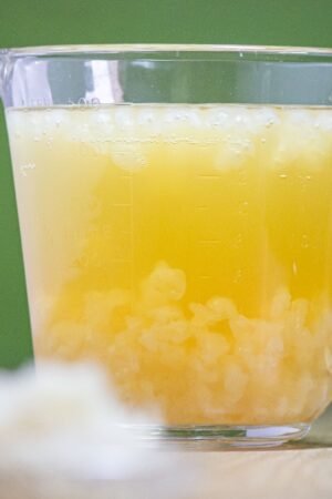 kefir de agua, nódulos, bacilos, cultivos vivos, probióticos, tíbicos kefir de agua, nódulos, bacilos, cultivos vivos, probióticos, tíbicos
