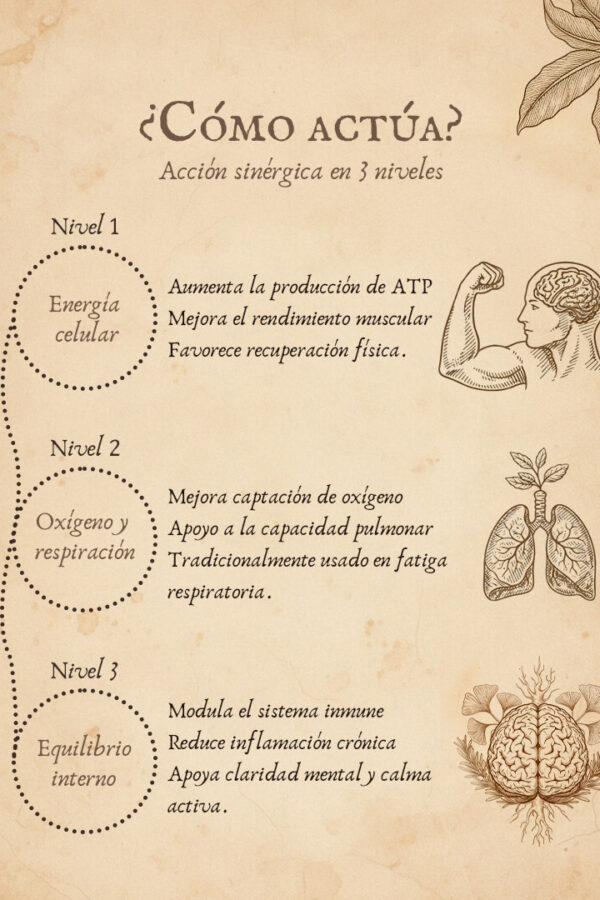 Cordiceps militaris como actua_ Cordiceps militaris como actua_