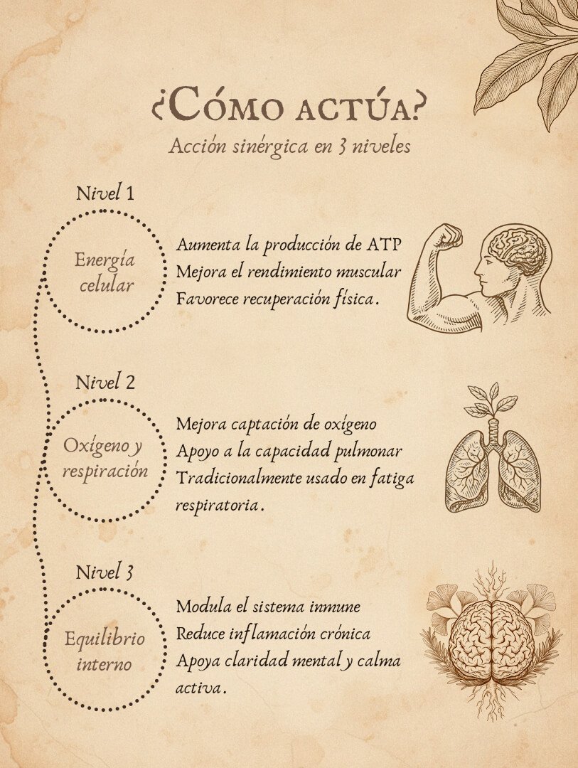 Cordiceps militaris como actua_