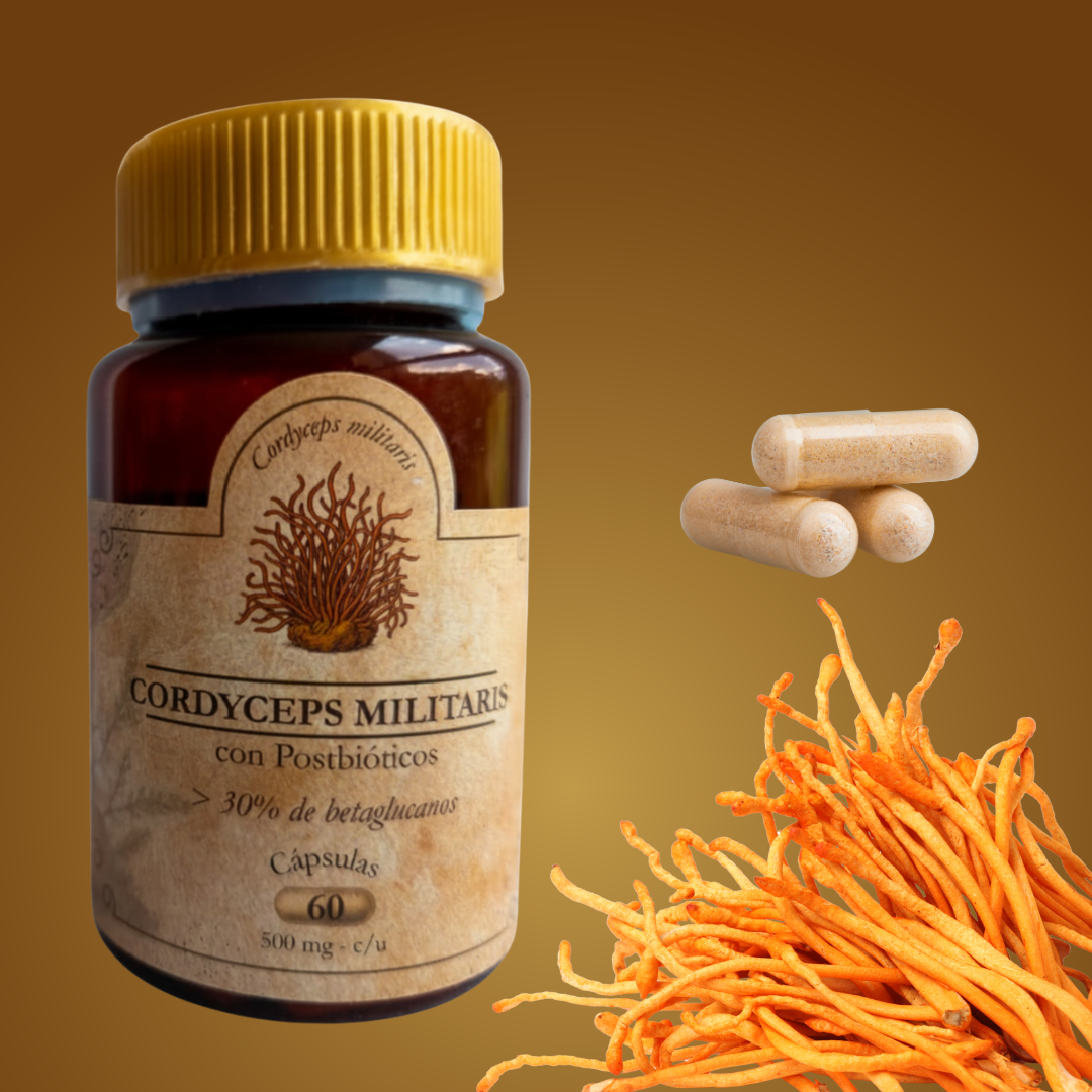 Cordyceps Militaris con Postbióticos - Imagen 3