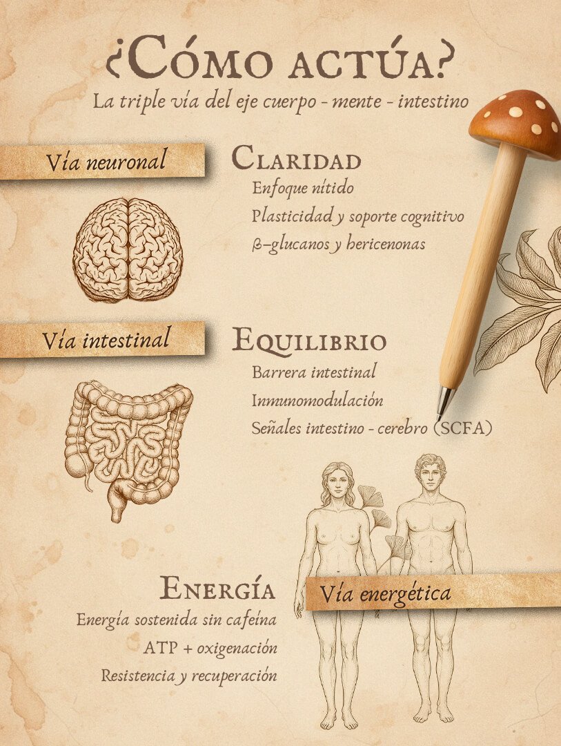 Melena y cordyceps como actua