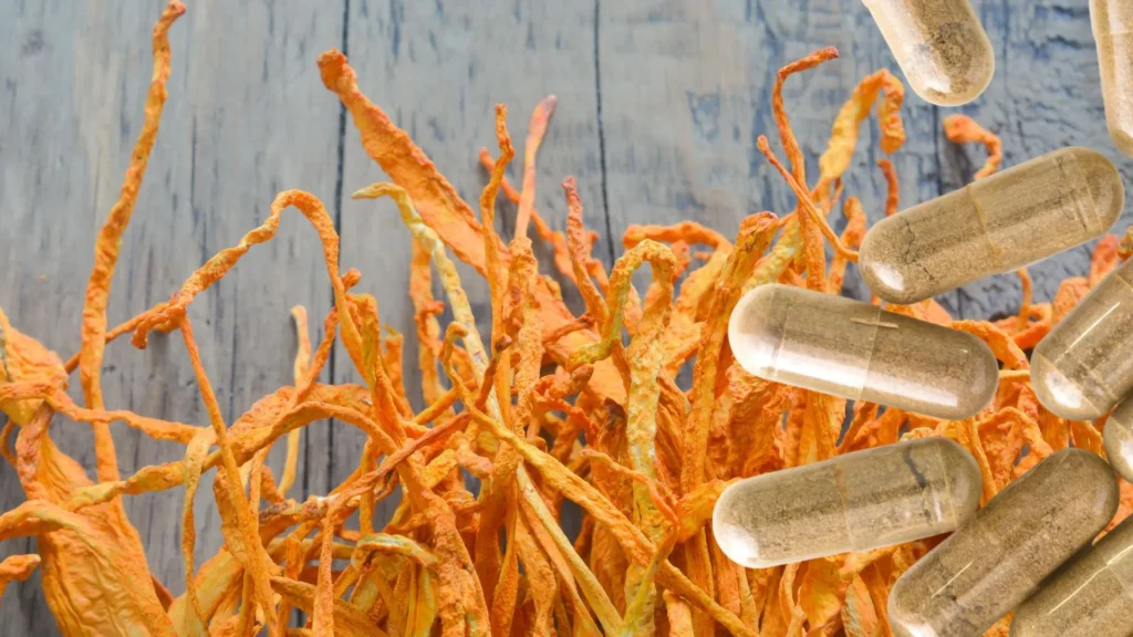 Cuerpos fructíferos naranjas de cordyceps militaris cultivados en Muscaria Lab
