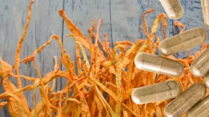 Cuerpos fructíferos naranjas de cordyceps militaris cultivados en Muscaria Lab